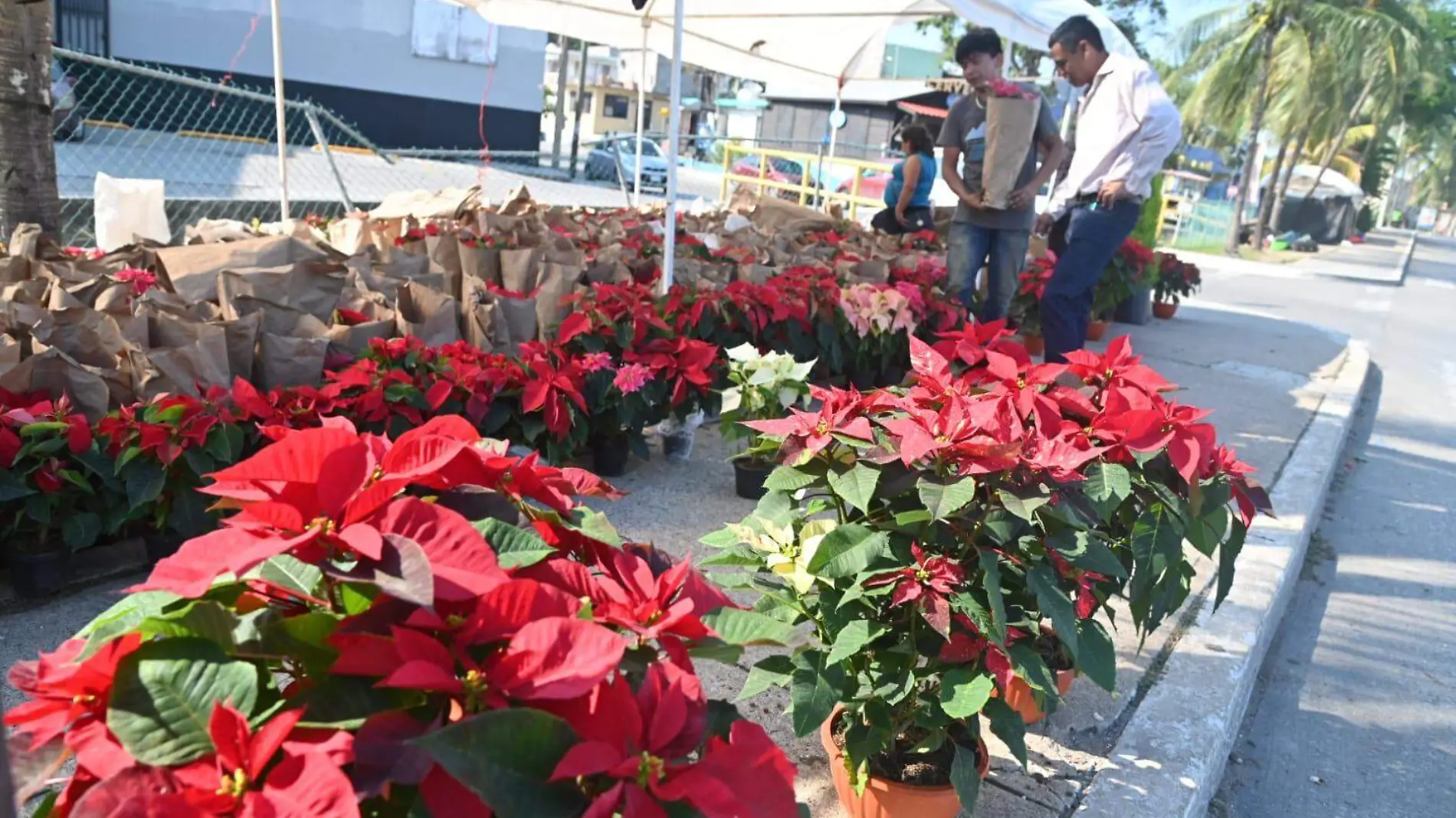 Nochebuena, el símbolo de la Navidad que salió por Altamira para conquistar el mundo Paulo Monsiváis (3)